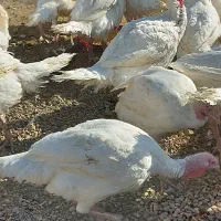 بوقلمون گوشتی|حیوانات مزرعه|سلطانیه, |دیوار