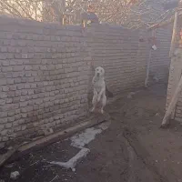 واگذاری سگ سرابی وقهدرجانی