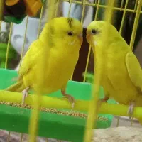 مرغ عشق زیبا