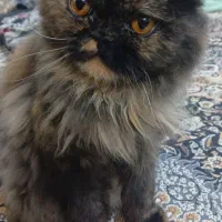 گربه بیرتیش پرشین|گربه|مرند, |دیوار