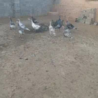 سلام عرض ادب