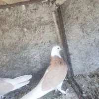 شازده زرد|پرنده|مبارکه, |دیوار