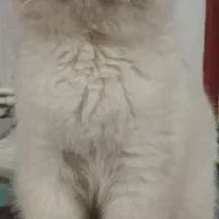 گربه سیامی فولد|گربه|سنندج, |دیوار