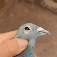پلاکی