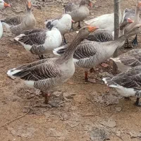 تعدادی غازچاق وسالم|حیوانات مزرعه|سنگر, |دیوار