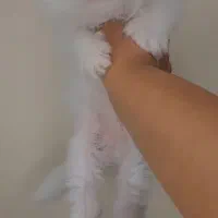 گربه اشرافی