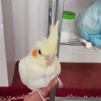 عروس هلندی|پرنده|قرچک, شهرک الحدید|دیوار