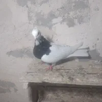 15عدد کفتر خوب|پرنده|میاندوآب, |دیوار