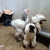 ست مرغ و خروس برهما لایت رومانی