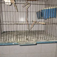 قفسه پرنده|لوازم جانبی حیوانات|اندیشه, اندیشه فاز ۱|دیوار