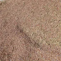 لوبیا چیتی دست چین