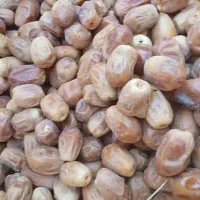 مقدار سه تن قصب درجه یک|عمده‌فروشی|ارم, |دیوار