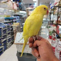 ملنگو زرد|پرنده|کرج, فاز ۳ گوهردشت|دیوار