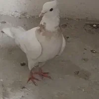 کبوتر