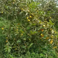 فروش خرمالو روی درخت ، صومعه‌ سرا ، ۱۰ تن بار|عمده‌فروشی|رشت, سعدی (تختی)|دیوار