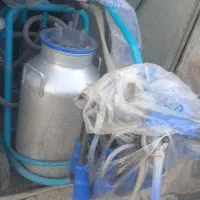 شیردوش دوواحده گاوی