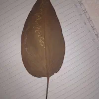 برگ خشک با نوشته قرآن