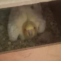 یک جفت عروس هلندی به علاوه جوجه