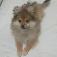 سگ پامر روباهی