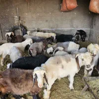 بره نر و ماده|حیوانات مزرعه|زرقان, |دیوار