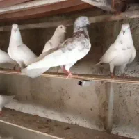 کبوتر پتی واله