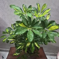 گل شفلر مناسب هدیه