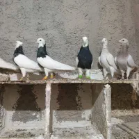کبوتر|پرنده|الوند, |دیوار