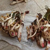 سویت-مرتب