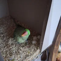 یک جفت شاه طوطی کار داده