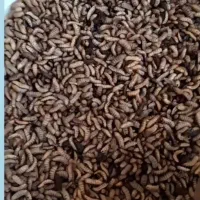 لارو سرباز سیاه