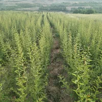 نهالستان بادام برند نهال|خدمات باغبانی و درختکاری|اقلید, |دیوار