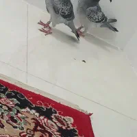 زاجر|حیوانات|یزد, |دیوار