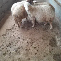 میش پیر|حیوانات مزرعه|مهران (ایلام), |دیوار