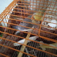 عروس نر مست اهواز خان دستی خورموج