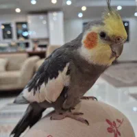 عروس هلندی سخنگو