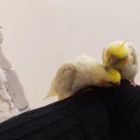 عروس هلندی|پرنده|تهران, کرمان|دیوار