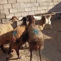 قیمت‌چفته‌36