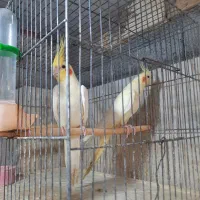 عروس هلندی|پرنده|رشت, لاکانی|دیوار