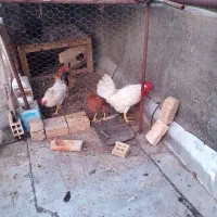 فروش مرغ وخروس