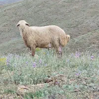 قوچ نژادمغانی