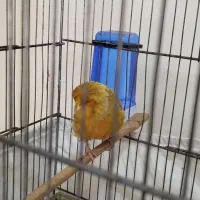 قناری کرست نر بخون|پرنده|رباطکریم, شهرک والفجر|دیوار