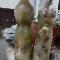 خیار شور خانگی