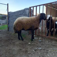 گوسفندجوان آبستن