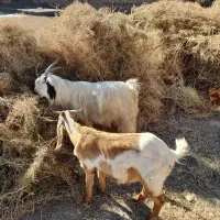 کره نر بخته