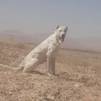 سگ گمشده|سگ|آبکوه, |دیوار