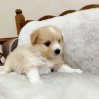 توله پودل دوماهه نر فقط 5.300