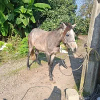 اسب نر بالغ|اسب و تجهیزات اسبسواری|سنگر, |دیوار