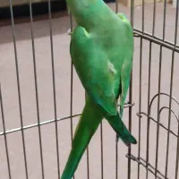 طوطی ملنگو سبزماده|پرنده|آبادان, |دیوار