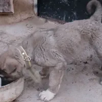 توله سرابی نر