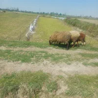 یه گوسفند ماده رومانوف